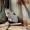 ricefieldcat